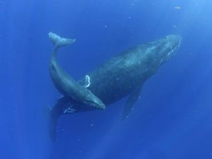 クジラ親子