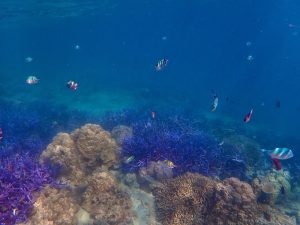 小魚の群れ2