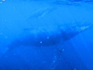 クジラ3