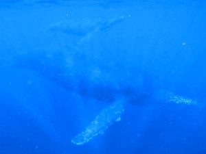 クジラ4