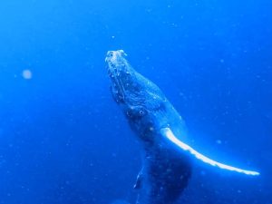 クジラ2