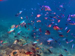 小魚の群れ